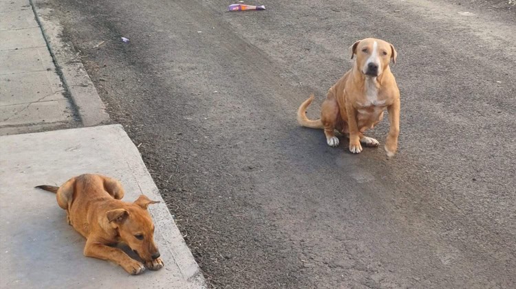 imagen-cuerpo imagen-cuerpo