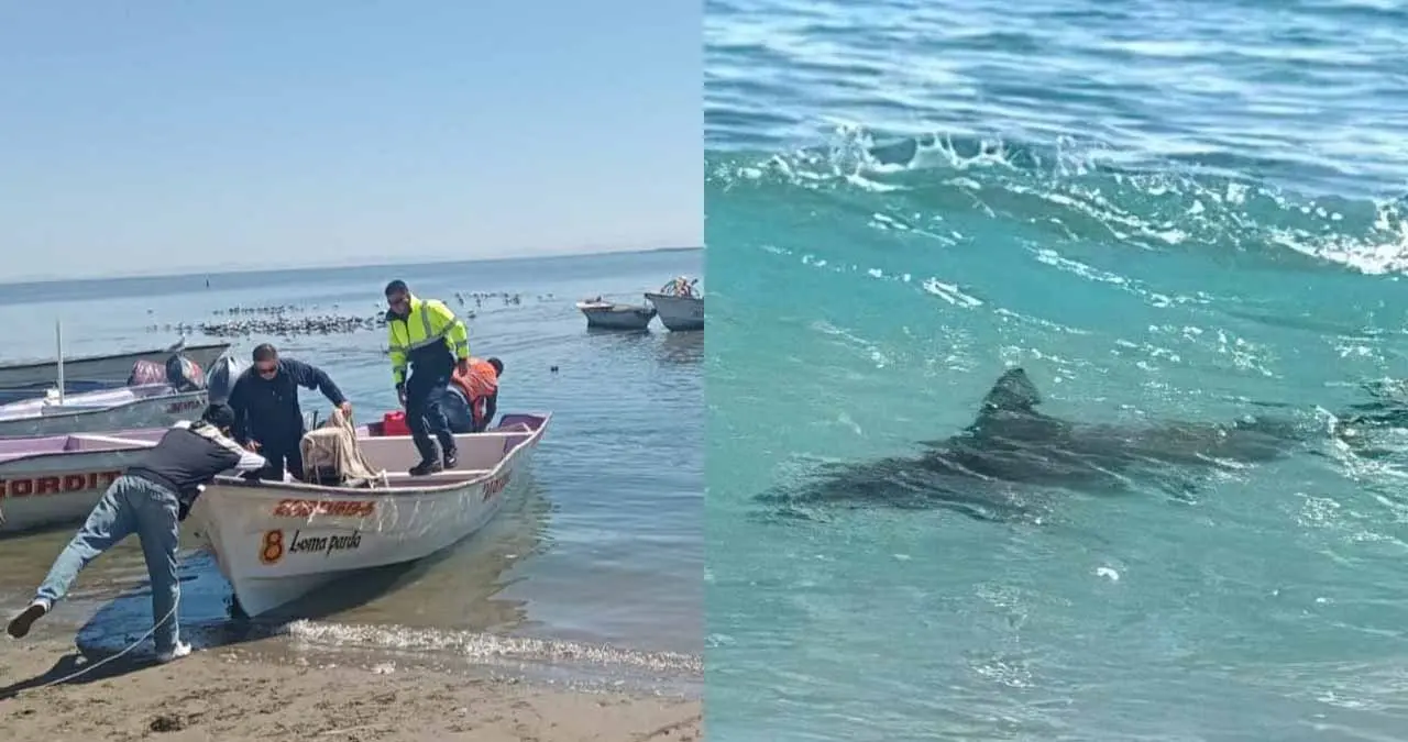 Reportan un avistamiento de tiburón frente a Camahuiroa