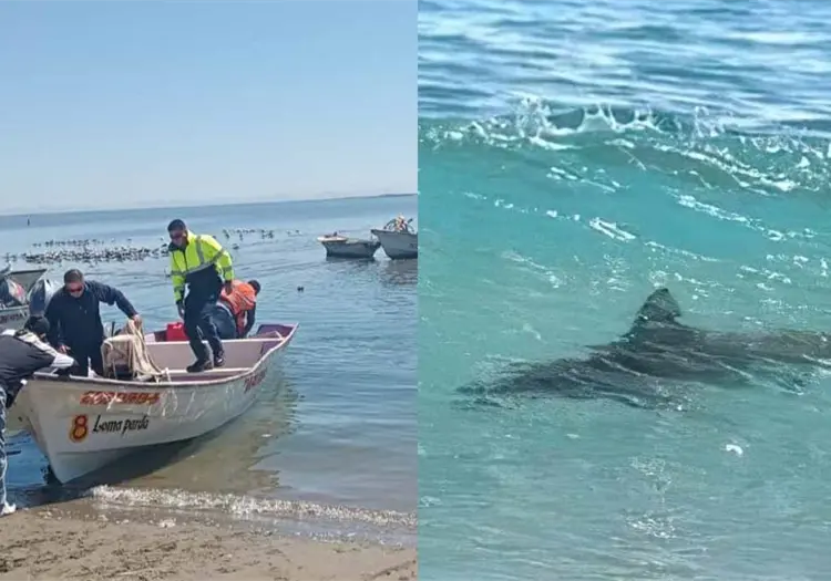 Reportan un avistamiento de tiburón frente a Camahuiroa