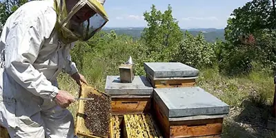Apicultores piden apoyo