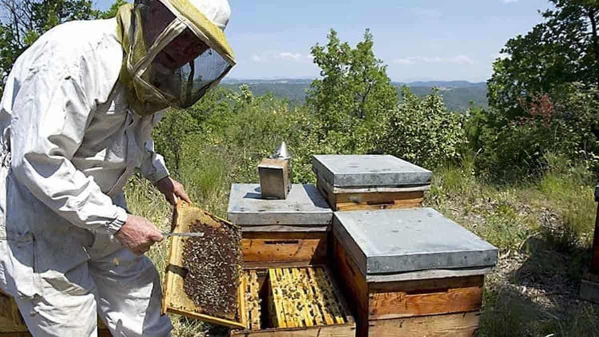 Apicultores piden apoyo