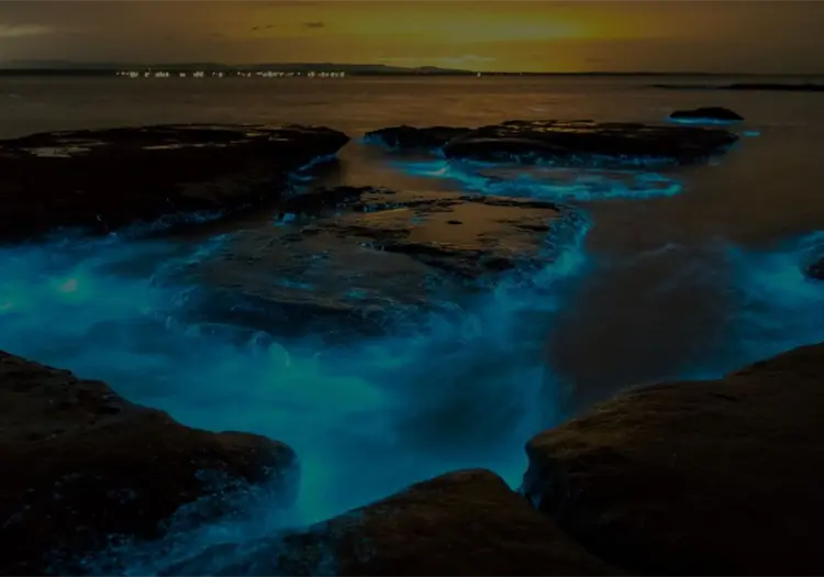 Los mejores lugares en México para ver bioluminiscencia y vivir una noche mágica