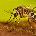 Confirman 5 muertes por dengue en Sonora
