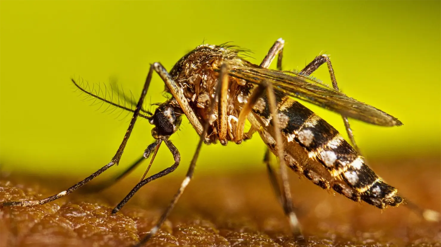 Confirman 5 muertes por dengue en Sonora