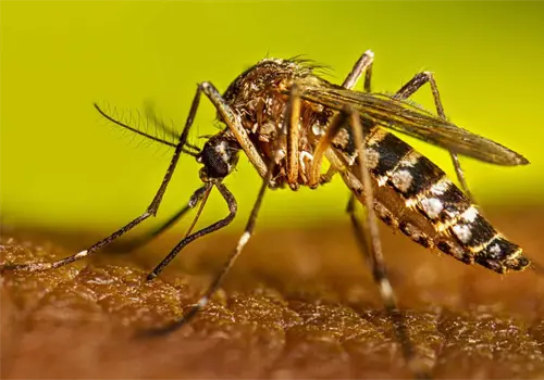 Confirman 5 muertes por dengue en Sonora