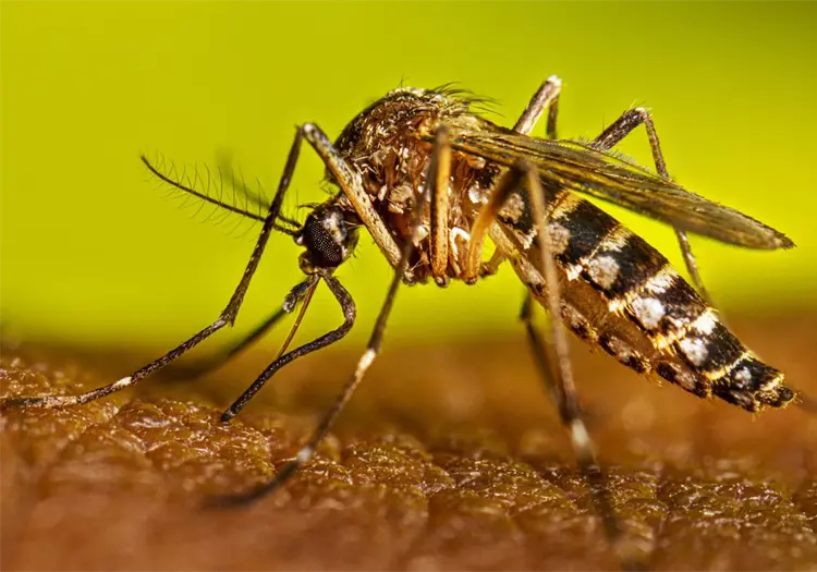 Confirman 5 muertes por dengue en Sonora