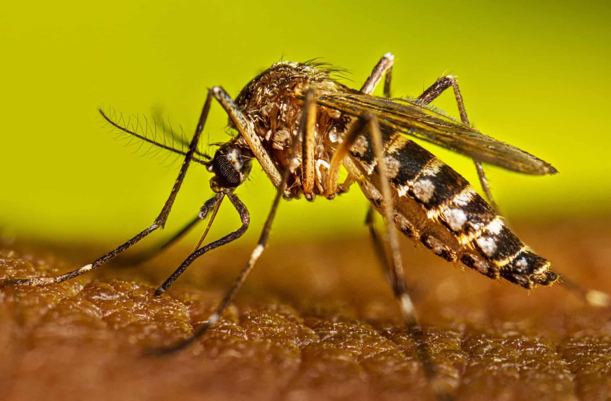 Confirman 5 muertes por dengue en Sonora