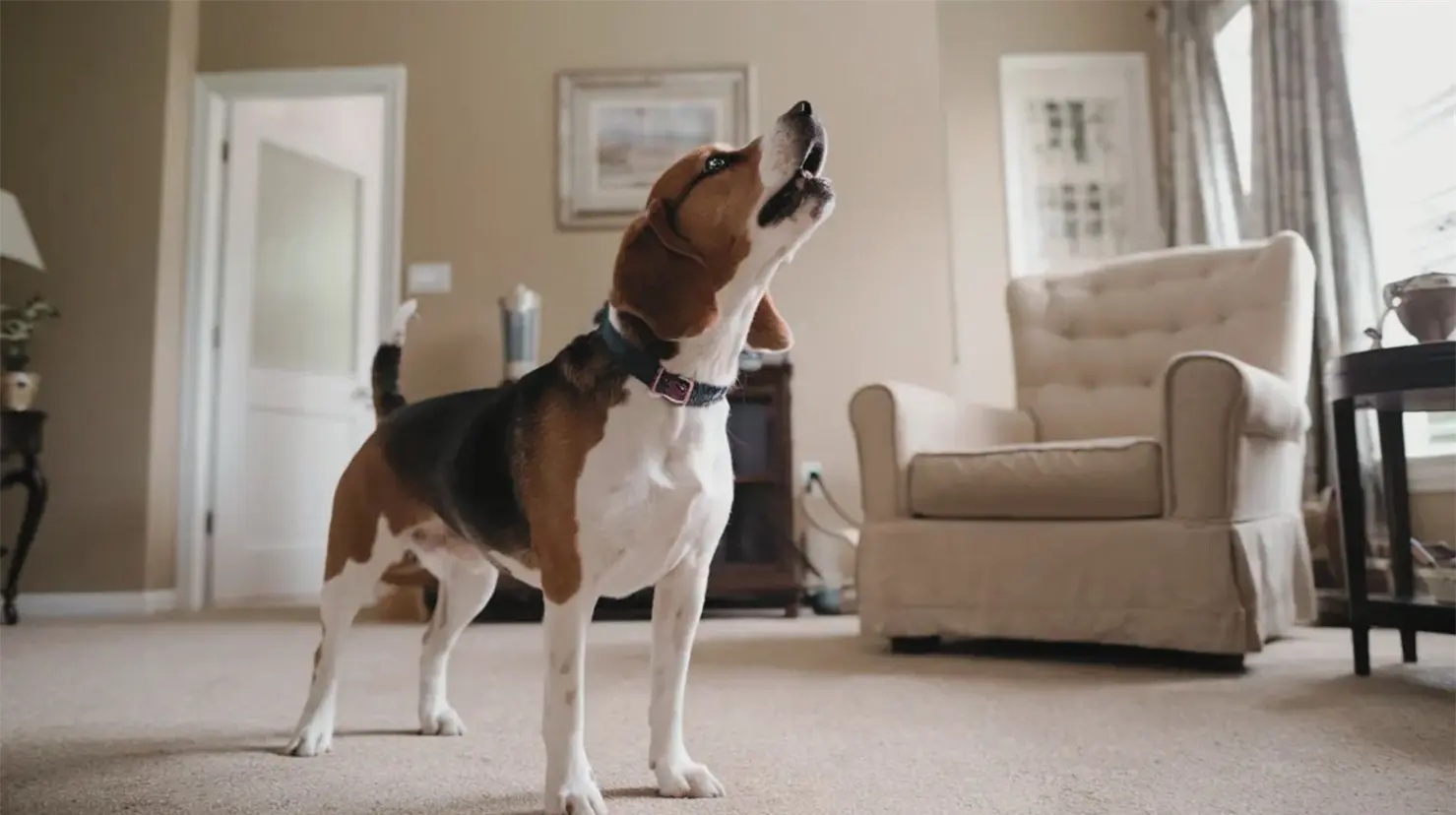 ¿Por qué los perros aúllan o lloran cuando sus dueños los dejan solos? Esta es la razón