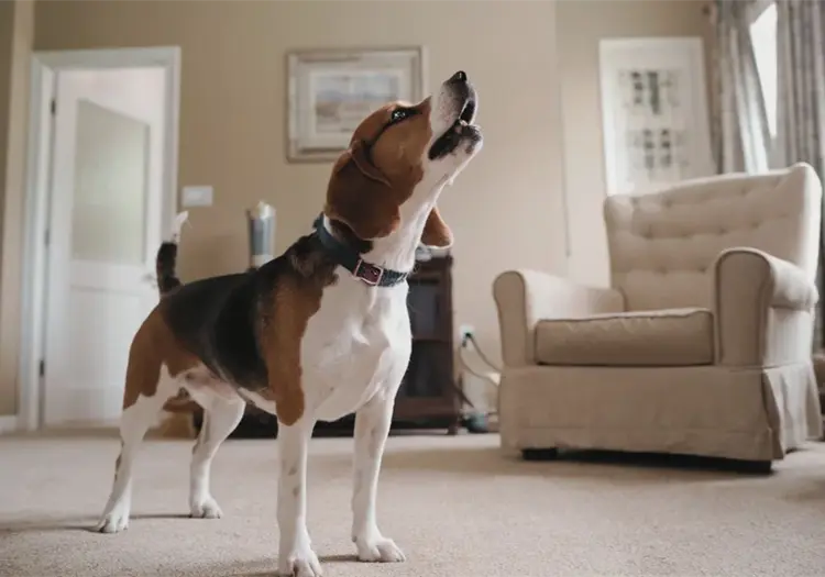 ¿Por qué los perros aúllan o lloran cuando sus dueños los dejan solos? Esta es la razón