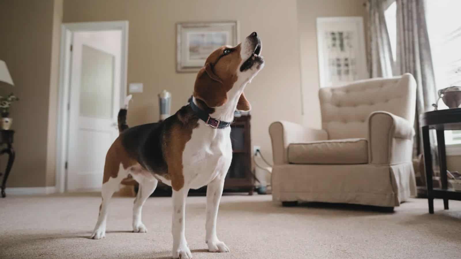 ¿Por qué los perros aúllan o lloran cuando sus dueños los dejan solos? Esta es la razón