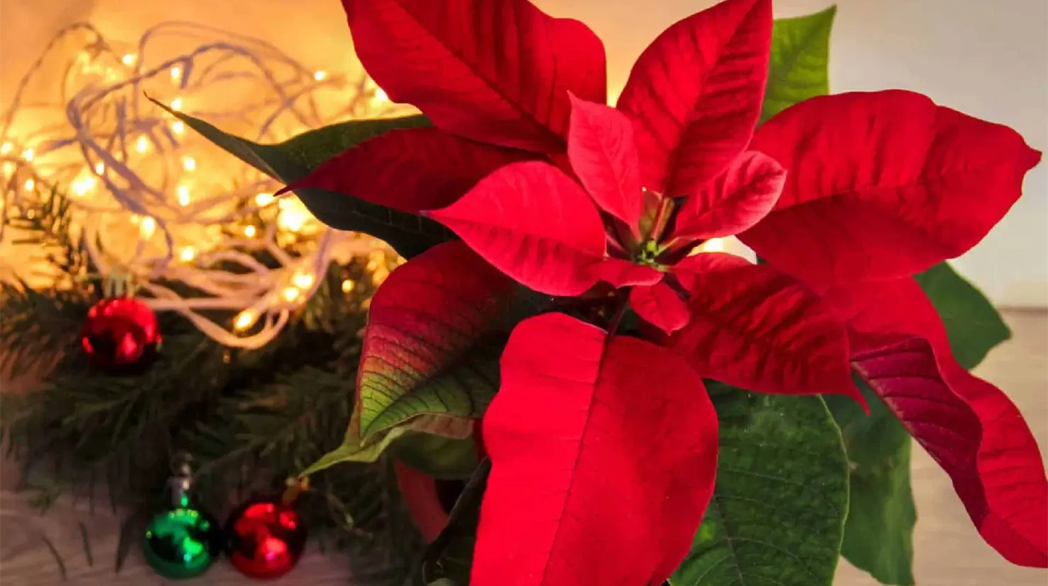 ¿Qué cuidados debes darles a tus nochebuenas esta temporada navideña?