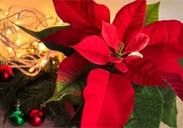 ¿Qué cuidados debes darles a tus nochebuenas esta temporada navideña? ¿Qué cuidados debes darles a tus nochebuenas esta temporada navideña?