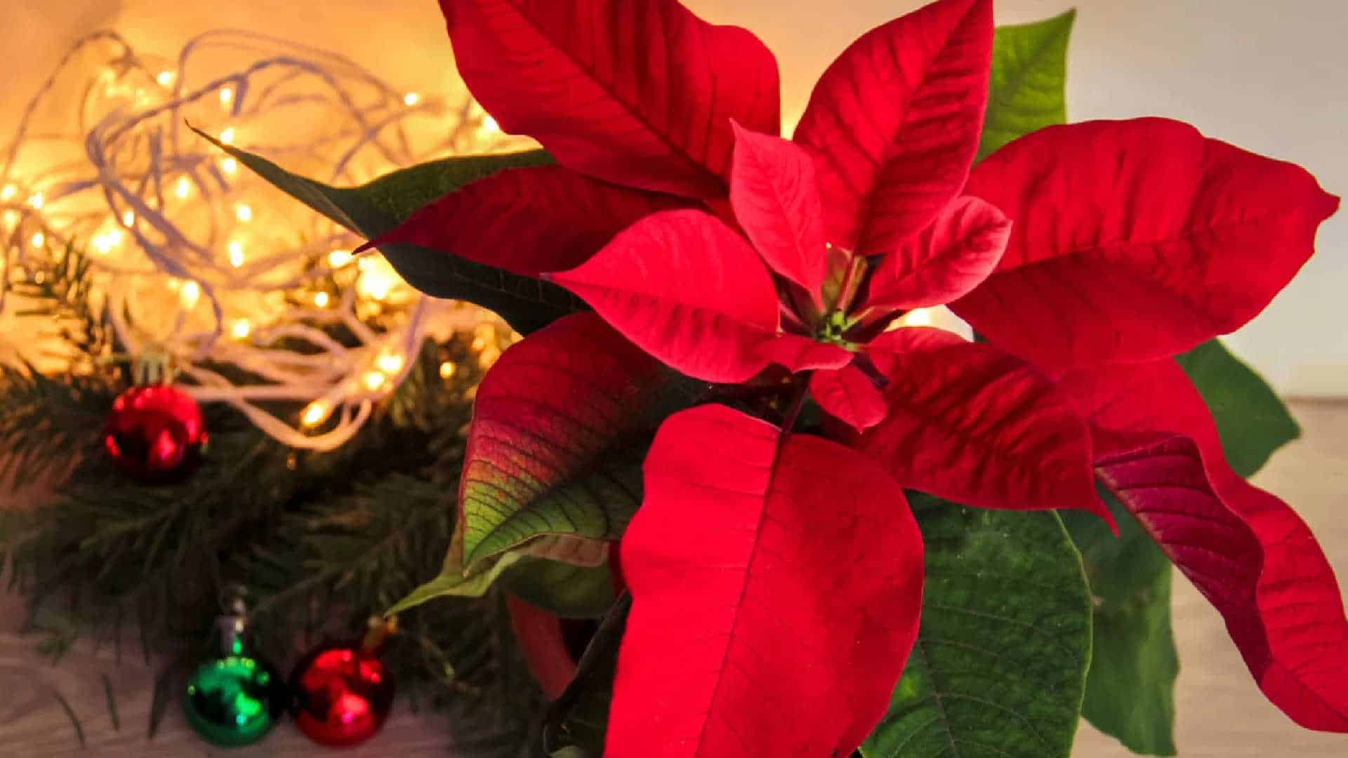 ¿Qué cuidados debes darles a tus nochebuenas esta temporada navideña?