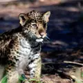 La cría que revive la esperanza del jaguar mexicano y el banco genético en Oaxaca La cría que revive la esperanza del jaguar mexicano y el banco genético en Oaxaca