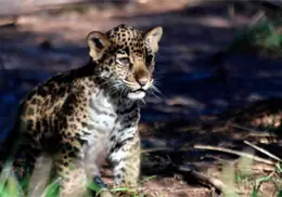 La cría que revive la esperanza del jaguar mexicano y el banco genético en Oaxaca La cría que revive la esperanza del jaguar mexicano y el banco genético en Oaxaca