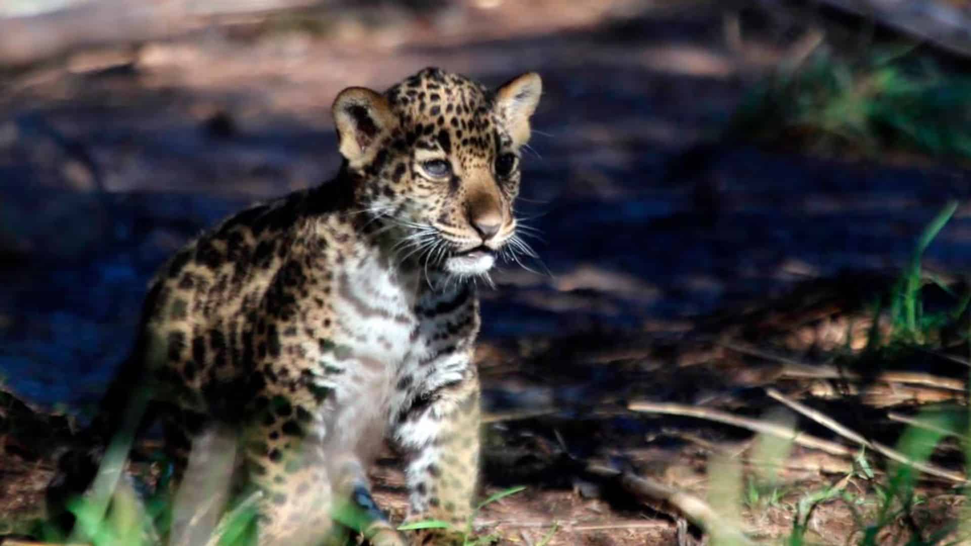 La cría que revive la esperanza del jaguar mexicano y el banco genético en Oaxaca