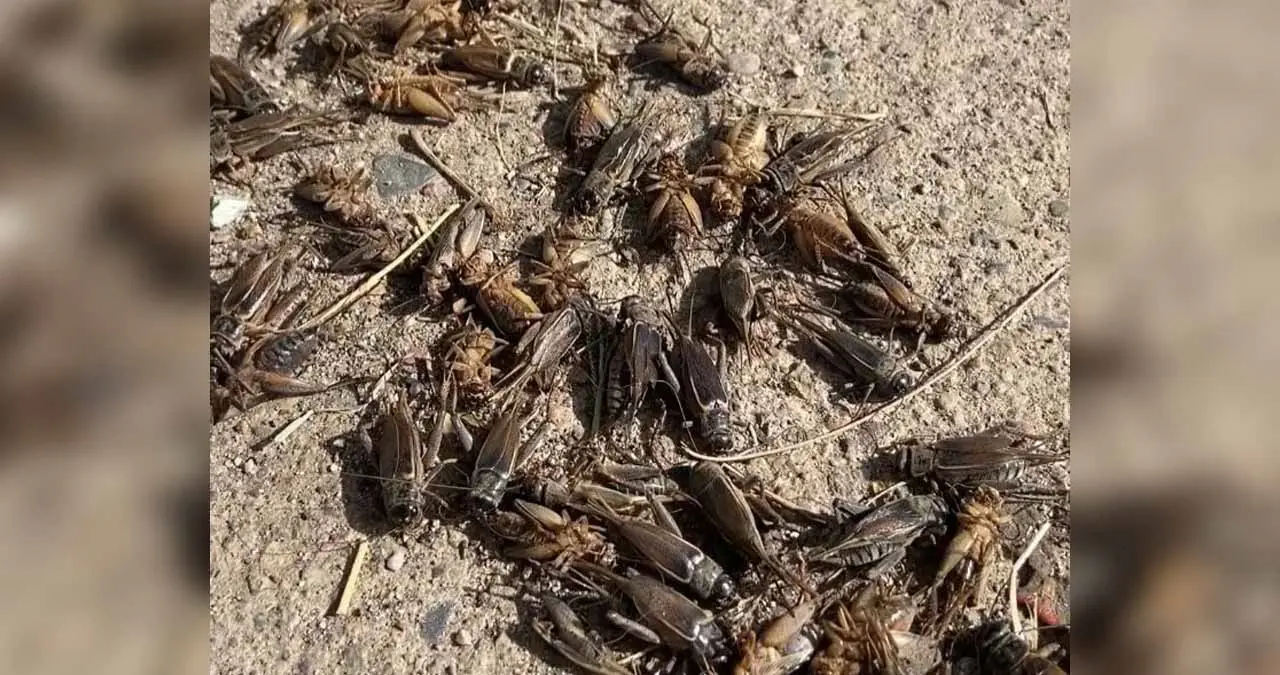 Plaga de grillos invade a Navojoa