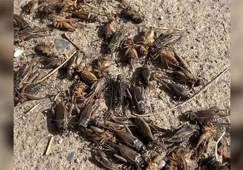 Plaga de grillos invade a Navojoa
