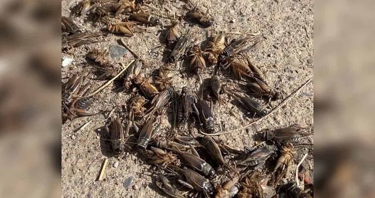 Plaga de grillos invade a Navojoa