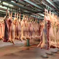 México suspende importación de productos de cerdo desde España tras detección de peste porcina México suspende importación de productos de cerdo desde España tras detección de peste porcina