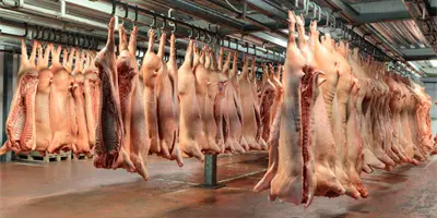 México suspende importación de productos de cerdo desde España tras detección de peste porcina