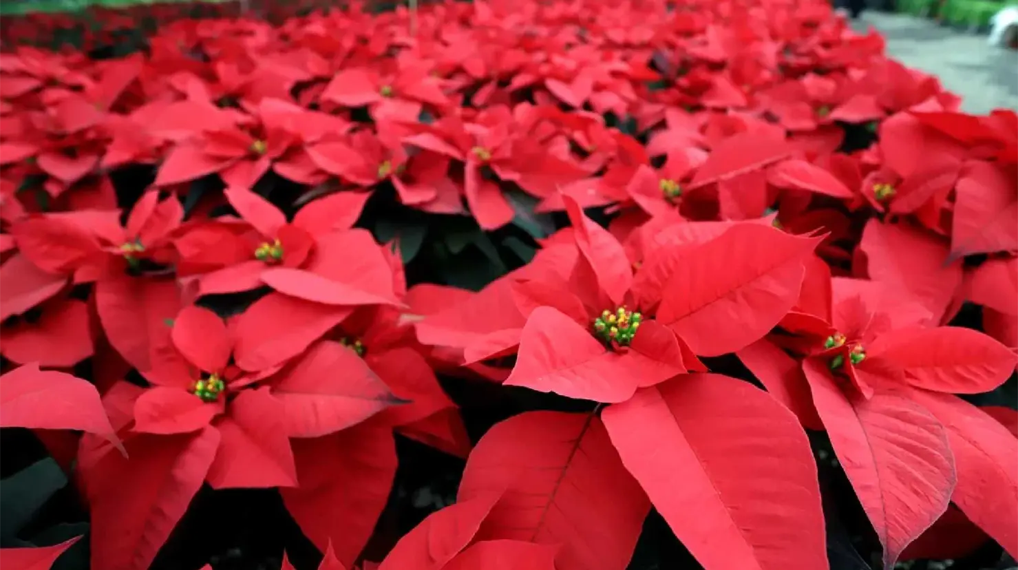 ¿La Nochebuena es peligrosa para niños y mascotas en Navidad 2025? Esto debes saber
