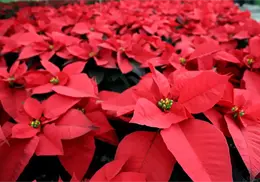 ¿La Nochebuena es peligrosa para niños y mascotas en Navidad 2025? Esto debes saber ¿La Nochebuena es peligrosa para niños y mascotas en Navidad 2025? Esto debes saber