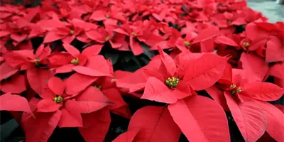 ¿La Nochebuena es peligrosa para niños y mascotas en Navidad 2025? Esto debes saber