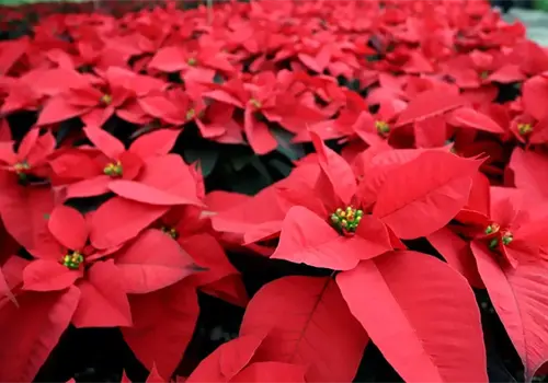 ¿La Nochebuena es peligrosa para niños y mascotas en Navidad 2025? Esto debes saber