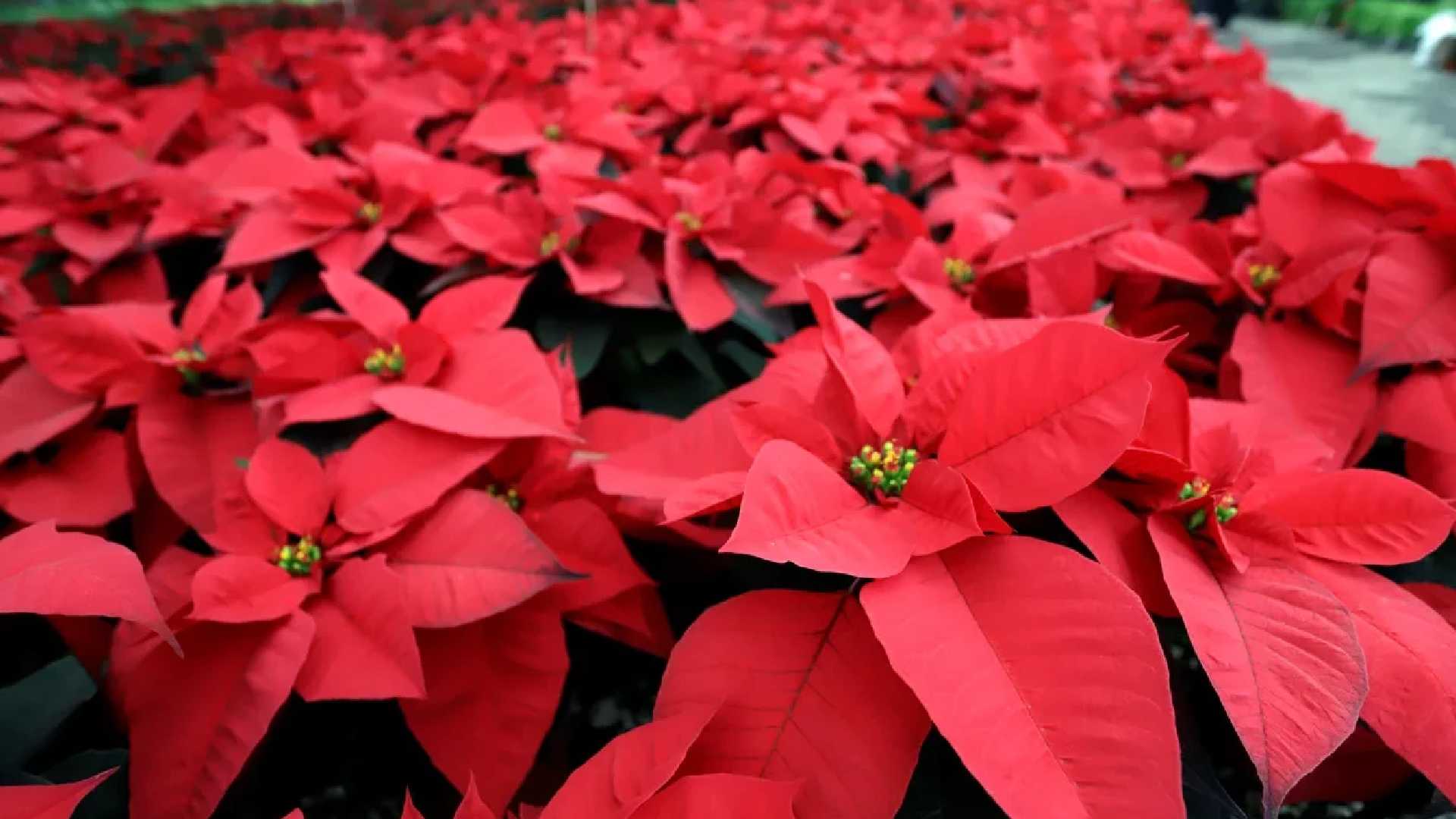 ¿La Nochebuena es peligrosa para niños y mascotas en Navidad 2025? Esto debes saber