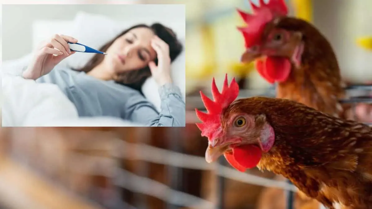 Investigación revela que la gripe aviar resiste las altas temperaturas de la fiebre ¿Se puede convertir en pandemia?