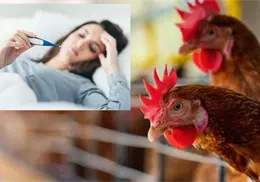 Investigación revela que la gripe aviar resiste las altas temperaturas de la fiebre ¿Se puede convertir en pandemia?