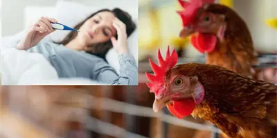 Investigación revela que la gripe aviar resiste las altas temperaturas de la fiebre ¿Se puede convertir en pandemia? Investigación revela que la gripe aviar resiste las altas temperaturas de la fiebre ¿Se puede convertir en pandemia?