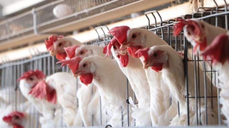 imagen-cuerpo imagen-cuerpo