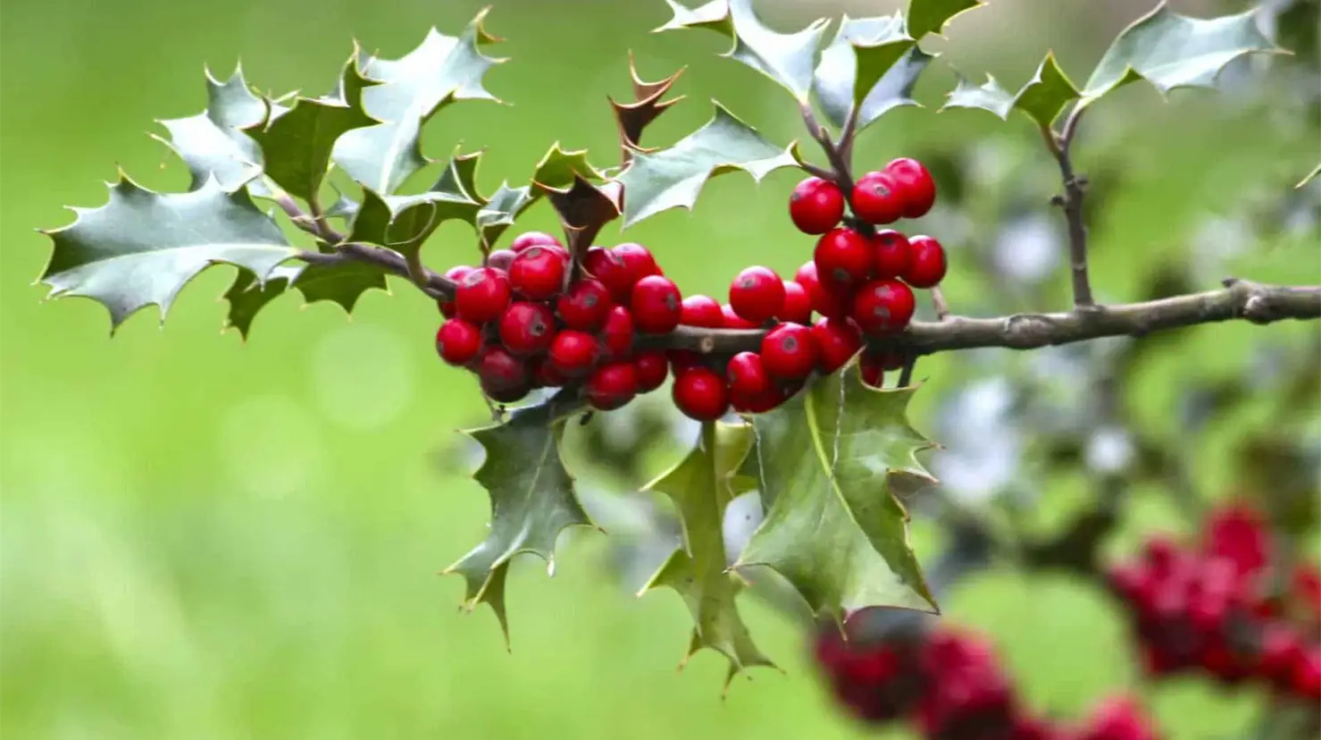 ¿Cómo usar el Muérdago bajo la almohada? La milenaria tradición irlandesa para encontrar el amor verdadero