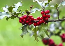 ¿Cómo usar el Muérdago bajo la almohada? La milenaria tradición irlandesa para encontrar el amor verdadero