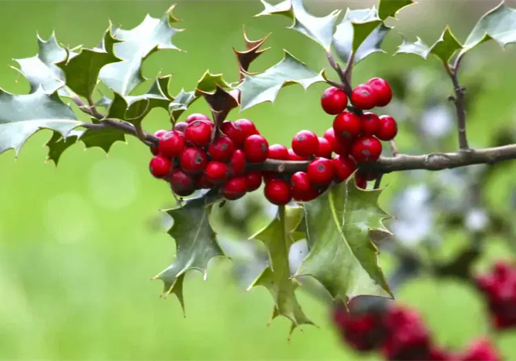¿Cómo usar el Muérdago bajo la almohada? La milenaria tradición irlandesa para encontrar el amor verdadero