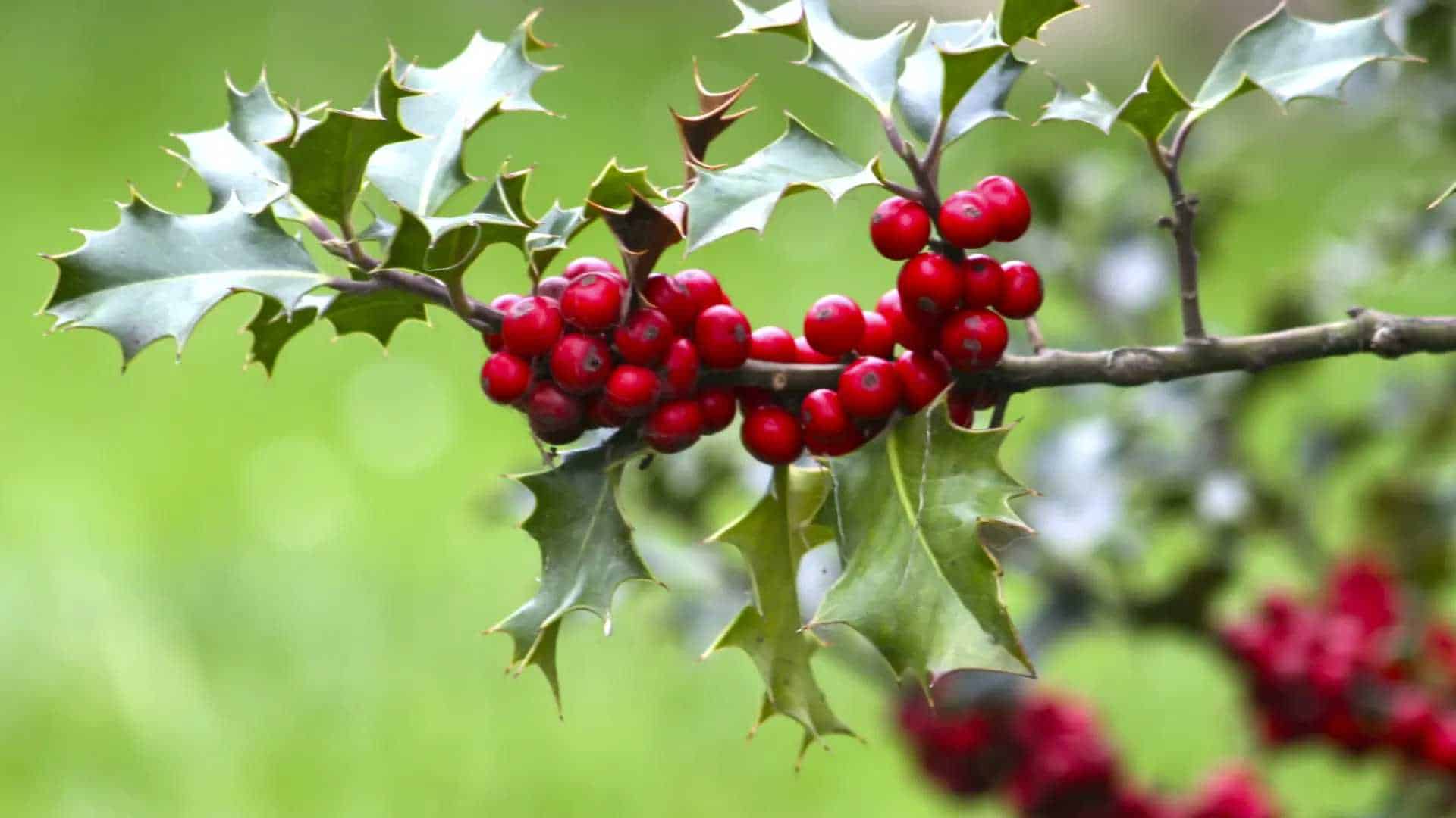 ¿Cómo usar el Muérdago bajo la almohada? La milenaria tradición irlandesa para encontrar el amor verdadero