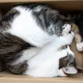 Esta es la razón por la que los gatos aman acostarse en cajas, según los expertos Esta es la razón por la que los gatos aman acostarse en cajas, según los expertos