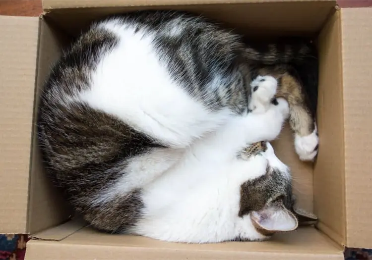 Esta es la razón por la que los gatos aman acostarse en cajas, según los expertos