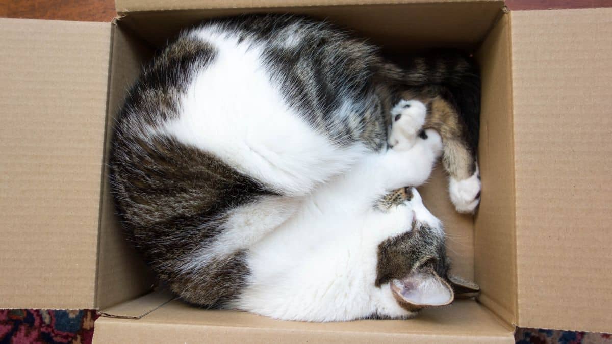 Esta es la razón por la que los gatos aman acostarse en cajas, según los expertos