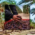 Sonora se corona como "el oasis del dátil", este municipio es el mayor productor del delicioso fruto