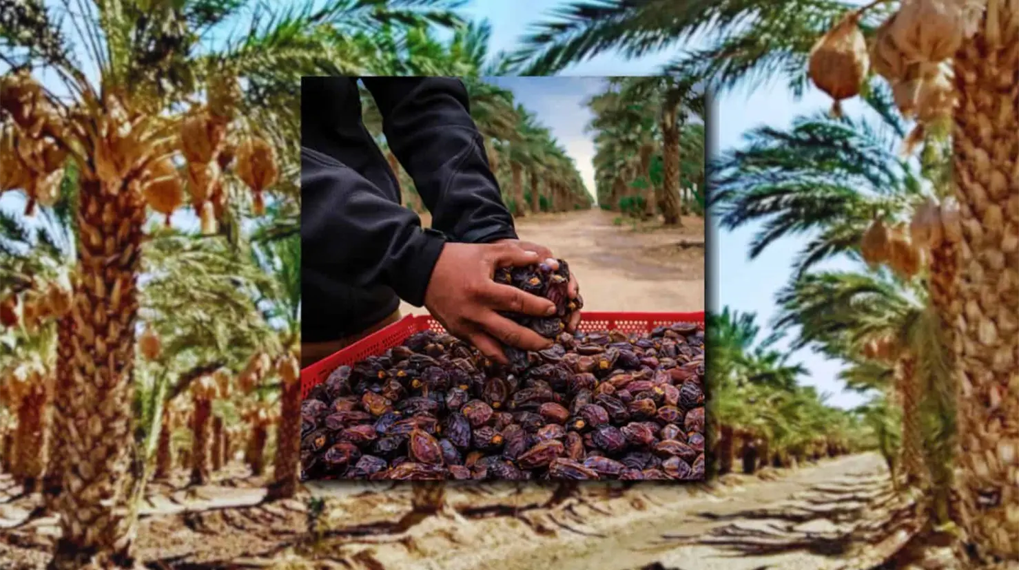 Sonora se corona como "el oasis del dátil"; ¿qué municipio es el mayor productor del delicioso fruto?