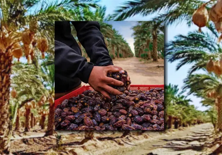 Sonora se corona como "el oasis del dátil"; ¿qué municipio es el mayor productor del delicioso fruto?