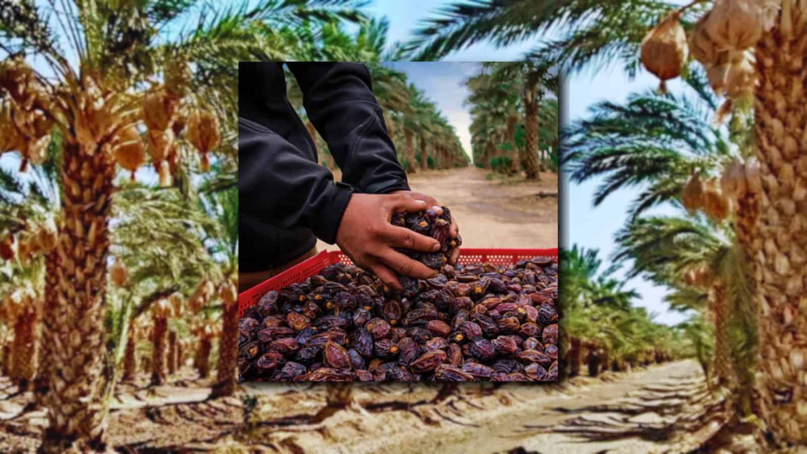 Sonora se corona como el oasis del dátil; ¿qué municipio es el mayor productor del delicioso fruto?
