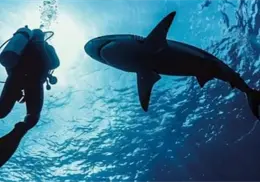 Con temor a tiburones, pero van por el callo de hacha Con temor a tiburones, pero van por el callo de hacha