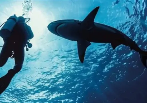 Con temor a tiburones, pero van por el callo de hacha Con temor a tiburones, pero van por el callo de hacha