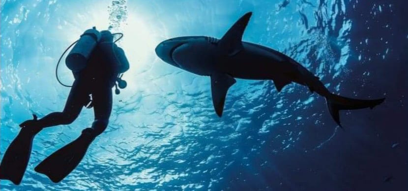 Con temor a tiburones, pero van por el callo de hacha