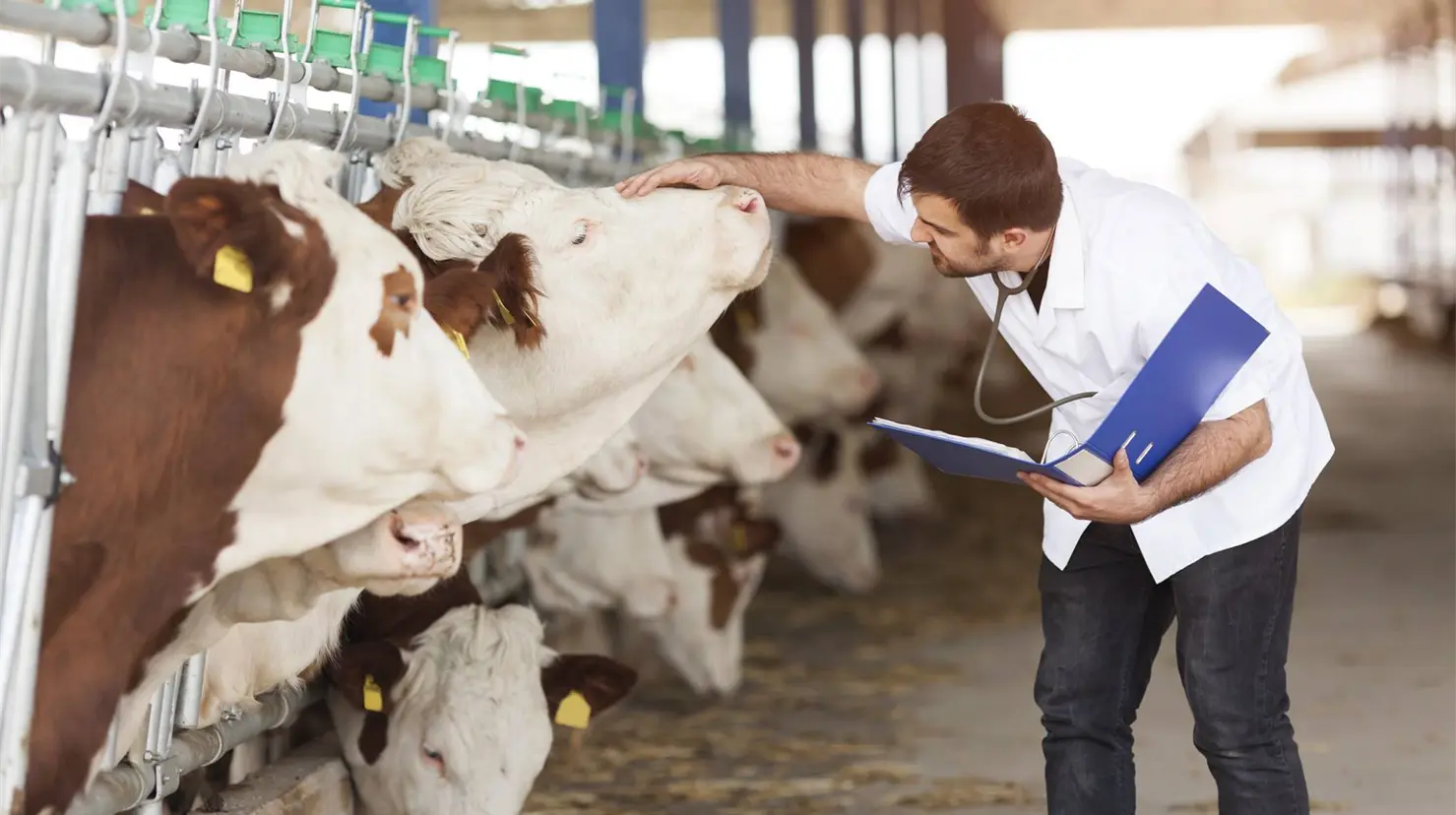 Hasta el momento en Sonora, no se han detectado casos de presencia de gusano barrenador, y de acuerdo a información oficial tanto de la delegación de Sader en el Estado como de la Unión Ganadera Sonora, se han cumplido con los lineamientos y protocolos indicados para la exportación de ganado