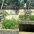 VIDEO | joven muere atacado por una leona tras entrar a su jaula en un zoológico de Brasil VIDEO | joven muere atacado por una leona tras entrar a su jaula en un zoológico de Brasil
